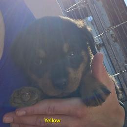 Yellow - Black and mahogany female Rottweiler puppy in Tangent, Oregon from Raya's Royals