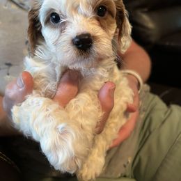 Troy - Cream male Cavapoo puppy in Burke, New York from Patti’s Puppies