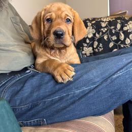 4 th pick girl - Yellow female Labrador Retriever puppy in Littlefield, Arizona from Susan Burkey