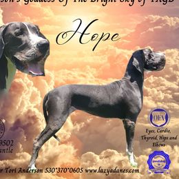 Hope - Great Dane
