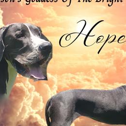 Hope - Great Dane