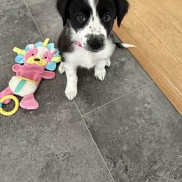 Border Collie and Chihuahua Puppies from Riverwood