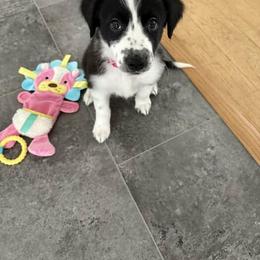 Border Collie and Chihuahua Puppies from Riverwood