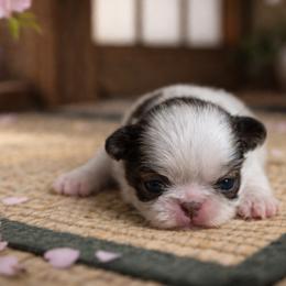 Puppy 3 - Sable and white female Japanese Chin puppy in Rapid City, South Dakota from Sakura Japanese Chin
