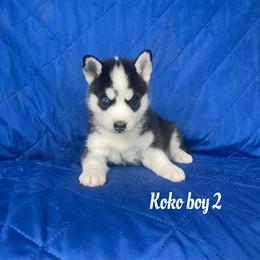 Koko boy 2 - Black and white male Siberian Husky puppy in Ocala, Florida from Florida Husky Puppies