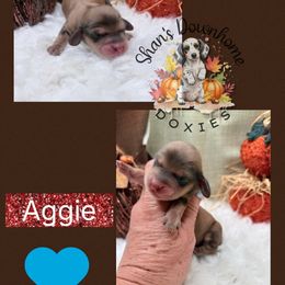 Aggie - Red male Dachshund puppy in Hockley, Texas from Shans Down Home Doxies