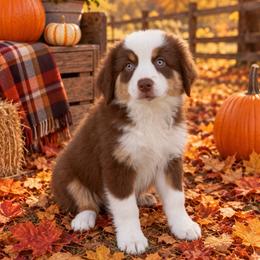 Amber - Red tri-color female Miniature American Shepherd puppy in Plant City, Florida from Osborne & Stormborn FL Kennels