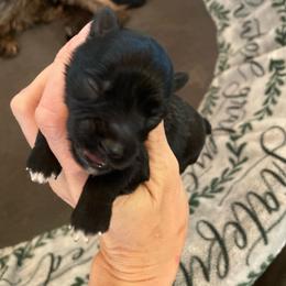 Black - Black male Miniature Schnauzer puppy in Malvern, Arkansas from Deep South Miniature Schnauzers