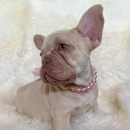 Pearl with OFA parents - Cream female French Bulldog puppy in Billings, Montana from Yellowstone Frenchies