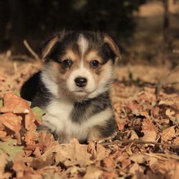 Boy 3 - Black and tan male Pembroke Welsh Corgi puppy in Williams, California from Bear Creek Corgis