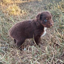Seabiscuit - Red tri male Miniature Australian Shepherd puppy in Beaver, Utah from Renegade Point Stock Dogs
