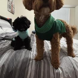 Cavapoo, Cockapoo, Goldendoodle, and Maltipoo Puppies from Perdue Puppies