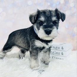 Arctic Star - Salt and pepper male Miniature Schnauzer puppy in Springfield, Tennessee from My Lovable Schnauzers