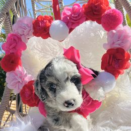 Aussiedoodle and Goldendoodle Puppies from Cuddly Doodles