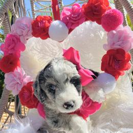 Aussiedoodle and Goldendoodle Puppies from Cuddly Doodles
