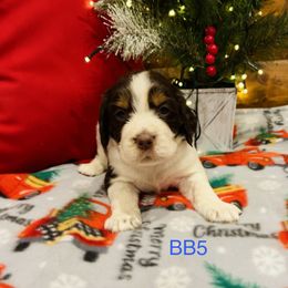 BB5 - Liver white and tan male English Springer Spaniel puppy in Britton, South Dakota from K&S Canines