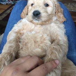 Bernedoodle and Goldendoodle Puppies from Lings Legacy Doodles
