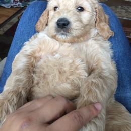 Bernedoodle and Goldendoodle Puppies from Lings Legacy Doodles