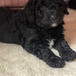 Bernedoodle Puppies from G&G’s Bernedoodles