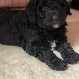 Bernedoodle Puppies from G&G’s Bernedoodles