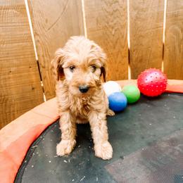 F1B Goldendoodle Sandy - Red  female Goldendoodle puppy in Redding, California from Casa Delarosa Collective Poodles & Doodles
