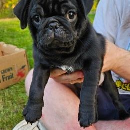 Companion Cross Puppies from Schuster's Pups