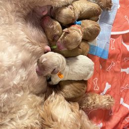 Goldendoodle Puppies from Loving Hearts Goldendoodles