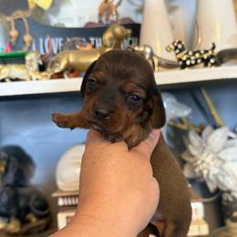 Sirius - Red male Dachshund puppy in Deming, New Mexico from FoxieDoxies of New Mexico