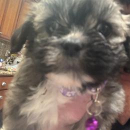 Akc girl 5 lavender collar girl - Parti female Lhasa Apso puppy in Chico, California from Lhasa Apsos of northern Ca . Biewer terriers of northern California