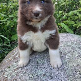 Church - Brown and white female Siberian Husky puppy in West Liberty, Ohio from Skyfallsiberians