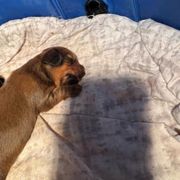Shaded red male 1 - Red male Dachshund puppy in Mc Donough, Georgia from Doxie Gang