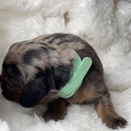 Dachshund Puppies from Hart Dachshunds