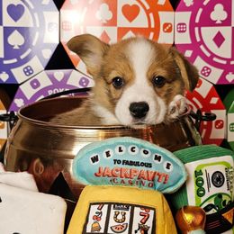 Seven - docked tail - Red male Pembroke Welsh Corgi puppy in Deming, New Mexico from Dragon Ridge Corgis