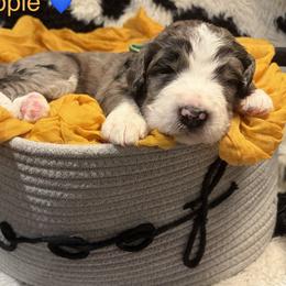 Ripple - Merle male Bernedoodle puppy in Coopersburg, Pennsylvania from Deutsch Hund Haus
