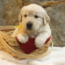 Golden Retriever Puppies from Double Down Retrievers
