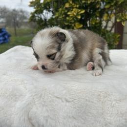 Johnny Cash - Tri-colored male Pomeranian puppy in Sandia, Texas from Broken Arrow Poms