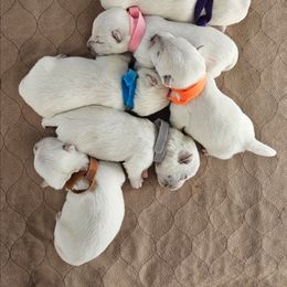 2nd Pick Female - White female West Highland White Terrier puppy in Mayo, Florida from Carrot Tails LLC