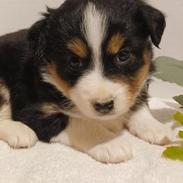 Gale - Black tri female Miniature Australian Shepherd puppy in Gretna, Virginia from Adams Acres Cattle Dogs