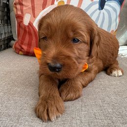 Yammie - Red  male Goldendoodle puppy in Camden, North Carolina from Oopsie Doodles of NC