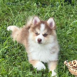 Cowgirl - Lavender female Pomsky puppy in Harford Mills, New York from Finger Lakes Pomskies