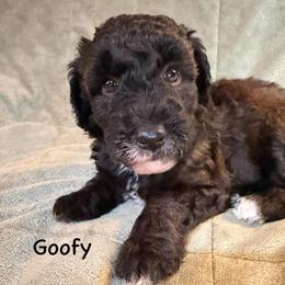 Boy 3 Goofy - Parti male Goldendoodle puppy in Kearneysville, West Virginia from Daydreamer