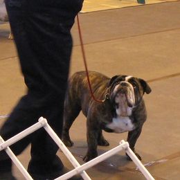 English Bulldog All Grown Up from Michaeline Jablonski