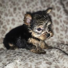 Boy 1 - Black and tan male Yorkshire Terrier puppy in Thornville, Ohio from My precious yorkies