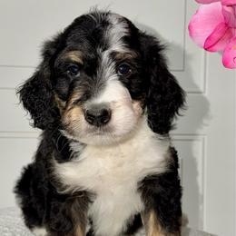 Clover - Tri-color male Bernedoodle puppy in Beecher, Illinois from Erica’s Doodles