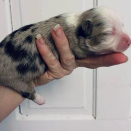 Blue BOY - Blue merle male Miniature American Shepherd puppy in Greenboro, North Carolina from Rustlingrass Miniature American Shepherds