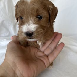 Blue Boy 2 - Red  Goldendoodle puppy in Idaho from Idadoodles