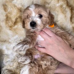 Dash - Cream male Maltipoo puppy in West Jordan, Utah from Mid Sized Maltipoos and More LLC