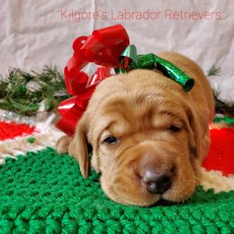 Labrador Retriever Puppies from Kilgore’s Labrador Retrievers