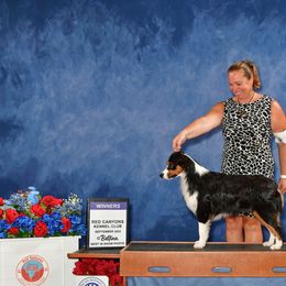 Nikki - Australian Shepherd