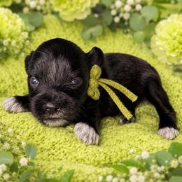 Clover - Black female Miniature Schnauzer puppy in Magalia, California from NorCal Schnauzers